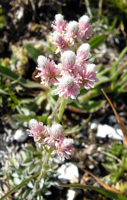 Antennaria dioica / Sempiterni di montagna